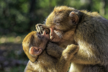 maman macaque de Barbarie regardant les dents de son petit