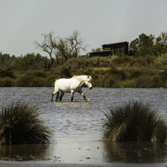 cheval de Camargue traversant un étang