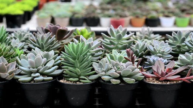 A variety of cactus in the nursery, Thailand 