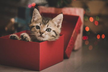 Fototapeta premium kotek grający w pudełku prezentowym