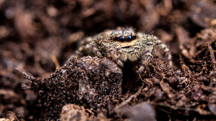 Rindenspringspinne (Marpissa Muscosa)