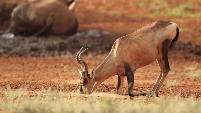 Red hartebeest (Alcelaphus buselaphus) drinking at a waterhole, South Africa