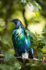 Nicobar Pigeon