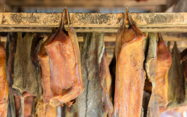 Iceland's fermented shark