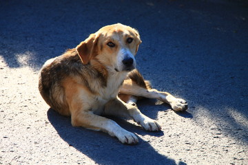 Homeless dog on the street in Sarajevo , Bosnia and Herzegovina