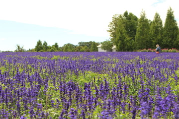 ブルーサルビア