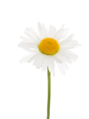 beautiful daisy on a background of isolation