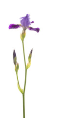 beautiful flowers of purple irises