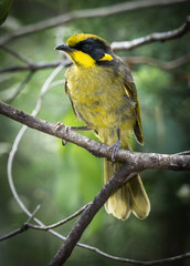 Helmeted Honeyeater