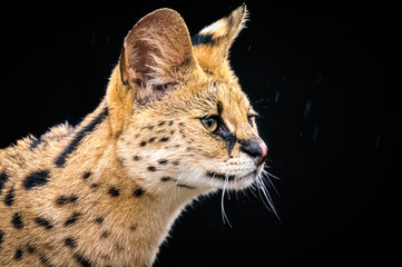 Serval