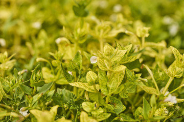 wight flowers with yellow leaves