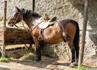 Chestnut horse are fed hay, side view