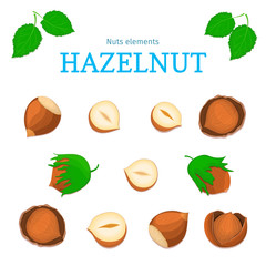 Vector set of nuts. Hazelnut nut fruit, whole, peeled, piece of half, walnut in shell, leaves. Collection of walnut nuts designer elements for use in packaging design projects flyer healthy eating