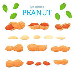 Vector set of nuts. Peanut nut fruit, whole, peeled, piece of half, walnut in shell, leaves. Collection of walnut nuts designer elements for use in packaging design projects flyer healthy eating