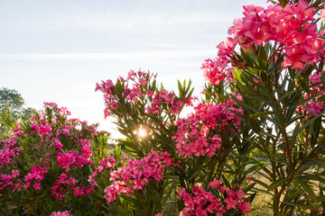 Rayos de Sol entre Flores de Azalea 