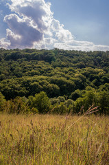 Fototapeta premium Insanely beautiful and enchanting woods in gentle warm sunshine 