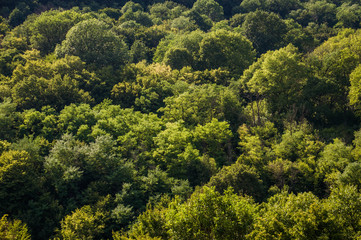 Obraz premium Insanely beautiful and enchanting woods in gentle warm sunshine 