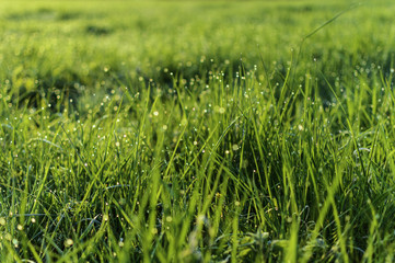 green grass at sunrise in on the meadow