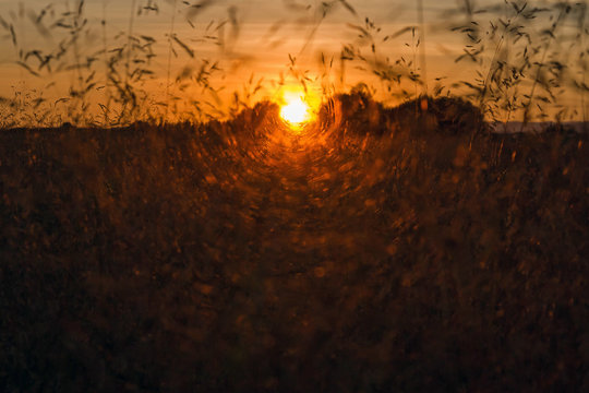 Puesta de Sol entre Hierbas Silvestres