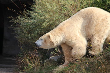 Eisbär