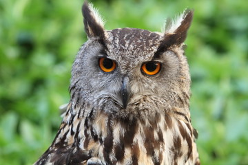 eagle owl