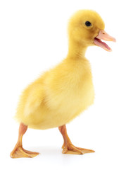One yellow duckling.