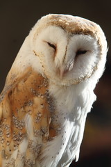 barn owl