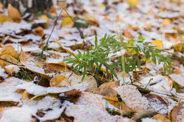 first frost in early autumn. snow.