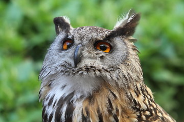 eagle owl