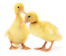 Two yellow ducklings.