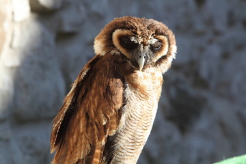eagle owl