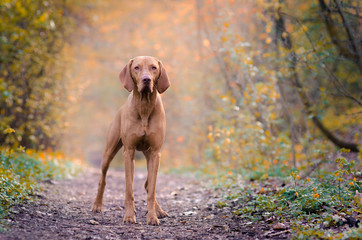 Hungarian hound dog