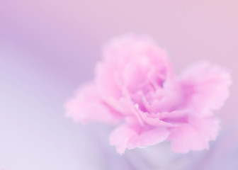 Tenderness Lilac - Pink Carnation Macro, Soft