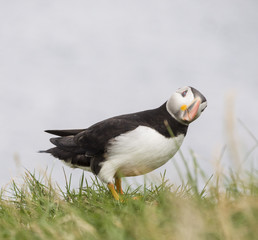 PUFFIN