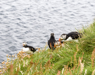 PUFFIN