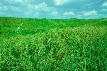 green grass meadow