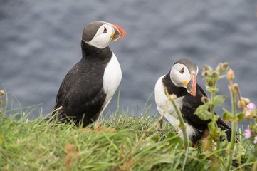 PUFFIN