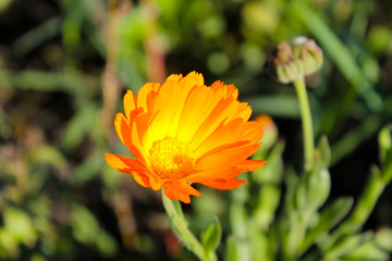 Calendula in garden