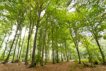 Fototapeta premium forest in daylight