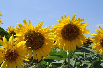 Obraz premium 向日葵畑