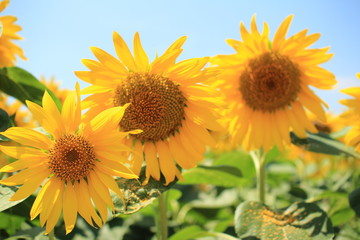 Obraz premium 向日葵畑