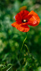 Fototapeta premium Blühender Klatschmohn