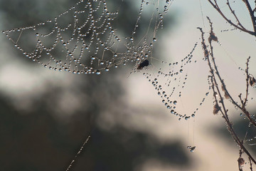 Pajęczyna z wisiorkiem