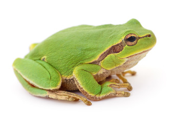 Green frog isollated.