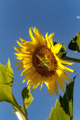 locust on a sunflower