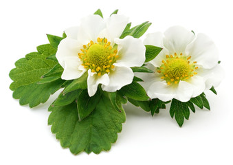 Two white flowers.
