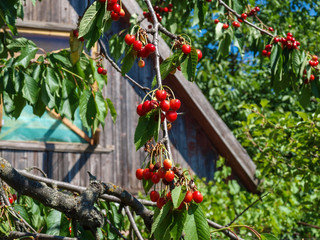 Ripe berries of sweet cherry on a background of a wooden wall darkened outbuilding