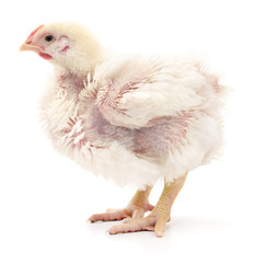 White chicken isolated.