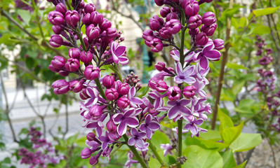 beautiful blossoming lilac flowers