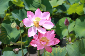 ピンク色の蓮の花